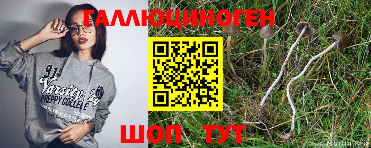 Нижний Новгород  Галлюциногенные грибы Psilocybe  Вход с VPN 